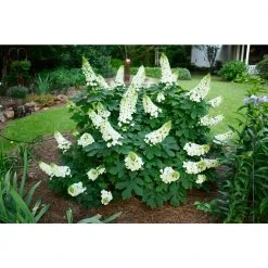 Spring Hill Nurseries 4 In. Pot Ruby Slippers Oakleaf Hydrangea, Live White Flowering Perennial Plant (1-Pack) -Spring Hill Nurseries Shop spring hill nurseries bushes 07653 4f 1000