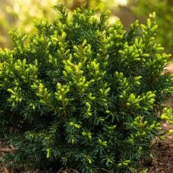 Spring Hill Nurseries 1.50 Gal. Dark Green Spreader Yew (Taxus), Live Evergreen Plant, Green Foliage -Spring Hill Nurseries Shop spring hill nurseries bushes 60788 40 1000