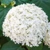 Spring Hill Nurseries 4 in. Pot Green Foliage Annabelle Hydrangea Live Deciduous Plant with White Flower