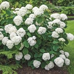 Spring Hill Nurseries 4 in. Pot Green Foliage Annabelle Hydrangea Live Deciduous Plant with White Flower -Spring Hill Nurseries Shop spring hill nurseries bushes 60894 c3 1000