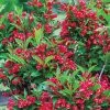 Spring Hill Nurseries 4 in. Pot Red Prince Weigela, Live Potted Plant, Red Flowering Shrub (1-Pack)