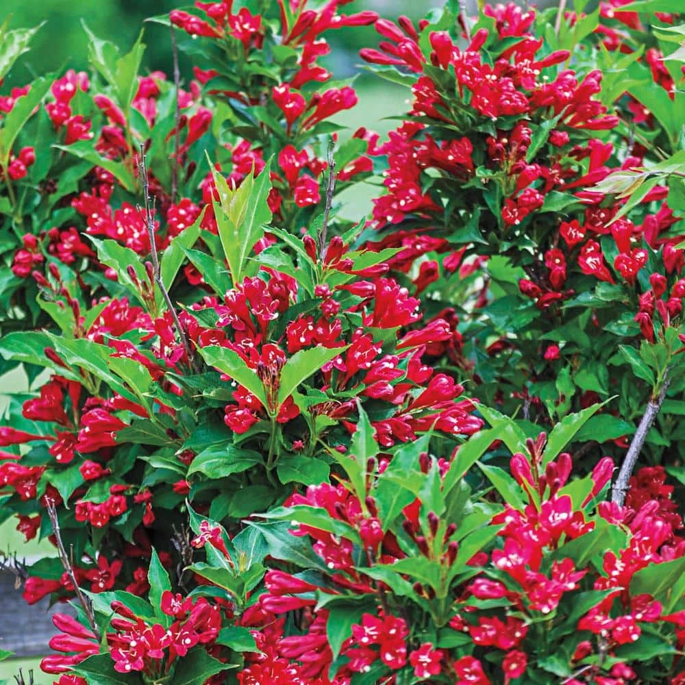 Spring Hill Nurseries 4 in. Pot Red Prince Weigela, Live Potted Plant, Red Flowering Shrub (1-Pack) 1 Spring Hill Nurseries 4 in. Pot Red Prince Weigela, Live Potted Plant, Red Flowering Shrub (1-Pack)