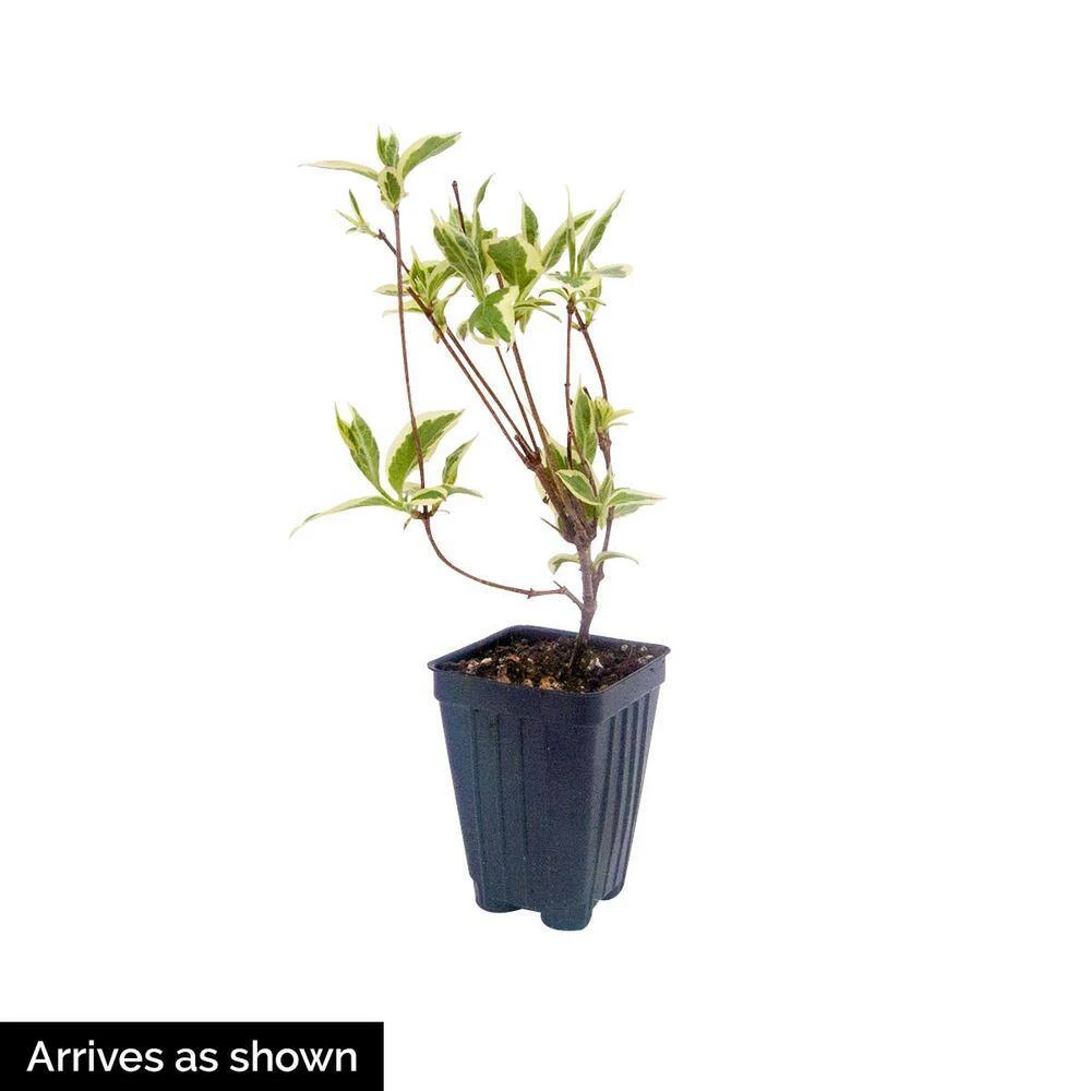 Spring Hill Nurseries 4 in. Pot Red Prince Weigela, Live Potted Plant, Red Flowering Shrub (1-Pack) 2 Spring Hill Nurseries 4 in. Pot Red Prince Weigela, Live Potted Plant, Red Flowering Shrub (1-Pack) - Image 2