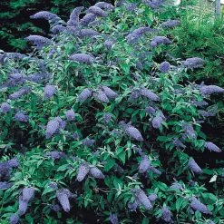 Spring Hill Nurseries 4 in. Pot Blue Butterfly Bush (Buddleia) Live Deciduous Plant