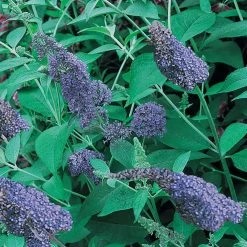 Spring Hill Nurseries 4 in. Pot Blue Butterfly Bush (Buddleia) Live Deciduous Plant -Spring Hill Nurseries Shop spring hill nurseries bushes 62199 c3 1000