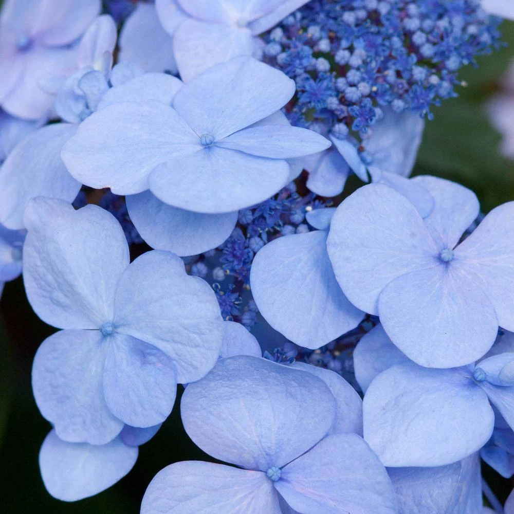 Spring Hill Nurseries 4 in. Pot Endless Summer Twist-N-Shout Hydrangea Live Deciduous Plant, Blue or Pink Flowering Shrub (1-Pack) 5 Spring Hill Nurseries 4 in. Pot Endless Summer Twist-N-Shout Hydrangea Live Deciduous Plant, Blue or Pink Flowering Shrub (1-Pack) - Image 5