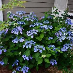 Spring Hill Nurseries 4 in. Pot Endless Summer Twist-N-Shout Hydrangea Live Deciduous Plant, Blue or Pink Flowering Shrub (1-Pack) 12 Spring Hill Nurseries 4 in. Pot Endless Summer Twist-N-Shout Hydrangea Live Deciduous Plant, Blue or Pink Flowering Shrub (1-Pack) -Spring Hill Nurseries Shop spring hill nurseries bushes 62213 44 1000