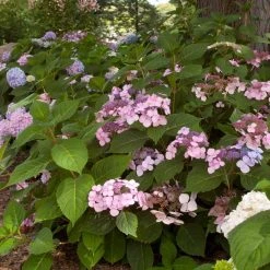 Spring Hill Nurseries 4 in. Pot Endless Summer Twist-N-Shout Hydrangea Live Deciduous Plant, Blue or Pink Flowering Shrub (1-Pack) 10 Spring Hill Nurseries 4 in. Pot Endless Summer Twist-N-Shout Hydrangea Live Deciduous Plant, Blue or Pink Flowering Shrub (1-Pack) -Spring Hill Nurseries Shop spring hill nurseries bushes 62213 4f 1000