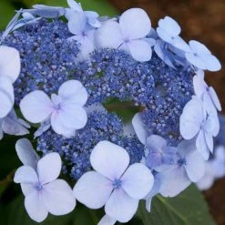 Spring Hill Nurseries 4 in. Pot Endless Summer Twist-N-Shout Hydrangea Live Deciduous Plant, Blue or Pink Flowering Shrub (1-Pack)