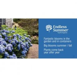 Spring Hill Nurseries 4 in. Pot Endless Summer Twist-N-Shout Hydrangea Live Deciduous Plant, Blue or Pink Flowering Shrub (1-Pack) 13 Spring Hill Nurseries 4 in. Pot Endless Summer Twist-N-Shout Hydrangea Live Deciduous Plant, Blue or Pink Flowering Shrub (1-Pack) -Spring Hill Nurseries Shop spring hill nurseries bushes 62213 76 1000