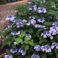 Spring Hill Nurseries 4 in. Pot Endless Summer Twist-N-Shout Hydrangea Live Deciduous Plant, Blue or Pink Flowering Shrub (1-Pack) 9 Spring Hill Nurseries 4 in. Pot Endless Summer Twist-N-Shout Hydrangea Live Deciduous Plant, Blue or Pink Flowering Shrub (1-Pack) -Spring Hill Nurseries Shop spring hill nurseries bushes 62213 c3 1000