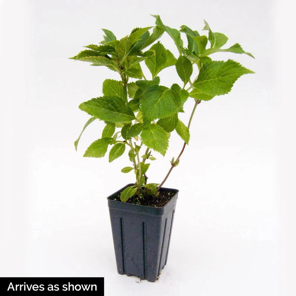 Spring Hill Nurseries 4 in. Pot Endless Summer Twist-N-Shout Hydrangea Live Deciduous Plant, Blue or Pink Flowering Shrub (1-Pack) 2 Spring Hill Nurseries 4 in. Pot Endless Summer Twist-N-Shout Hydrangea Live Deciduous Plant, Blue or Pink Flowering Shrub (1-Pack) - Image 2