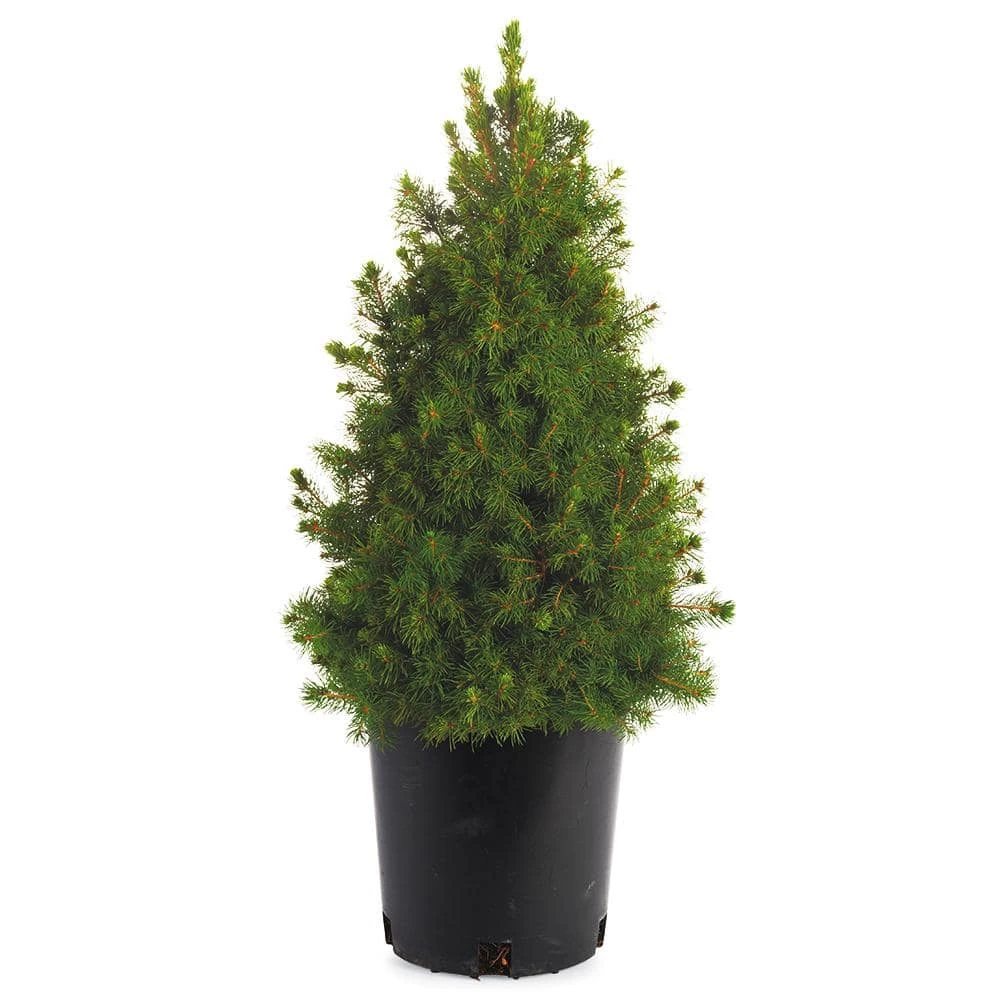 Spring Hill Nurseries 2.50 Qt. Pot Alberta Dwarf Spruce (Picea), Live Evergreen Shrub, Green Needled Foliage (1-Pack) 1 Spring Hill Nurseries 2.50 Qt. Pot Alberta Dwarf Spruce (Picea), Live Evergreen Shrub, Green Needled Foliage (1-Pack)