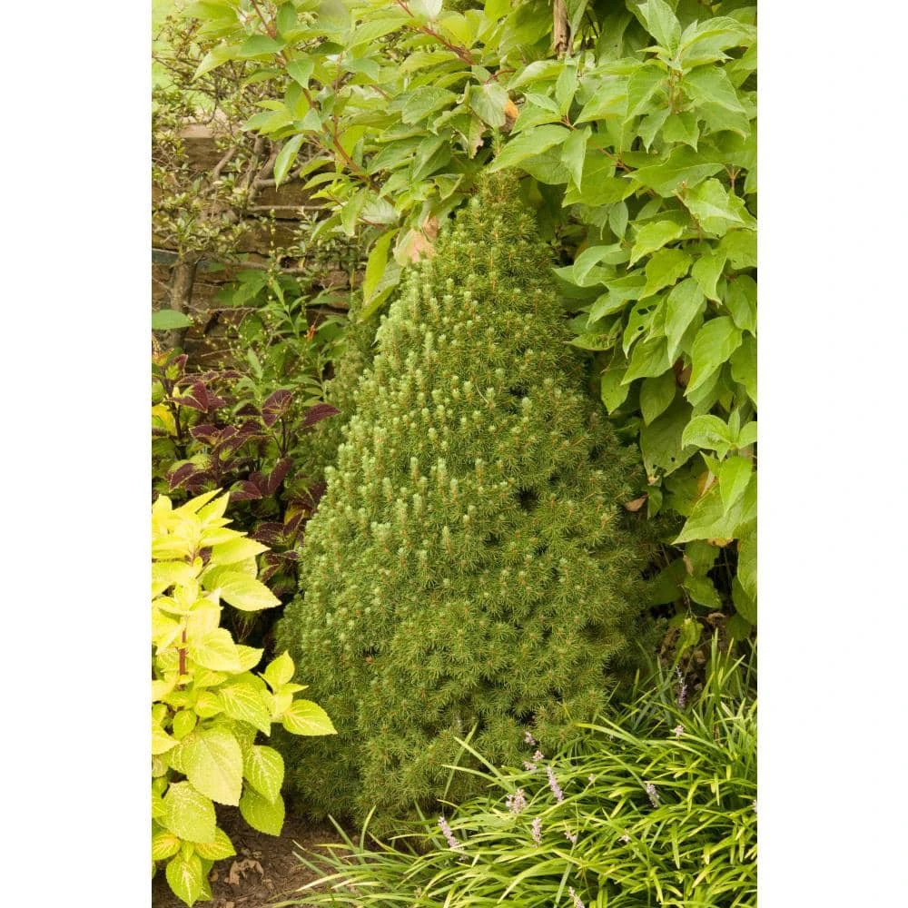 Spring Hill Nurseries 2.50 Qt. Pot Alberta Dwarf Spruce (Picea), Live Evergreen Shrub, Green Needled Foliage (1-Pack) 2 Spring Hill Nurseries 2.50 Qt. Pot Alberta Dwarf Spruce (Picea), Live Evergreen Shrub, Green Needled Foliage (1-Pack) - Image 2