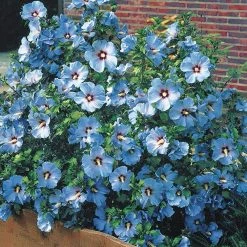 Spring Hill Nurseries Bluebird Rose of Sharon (Althea), Live Deciduous Bare Root Shrub, Blue Flowers on Green Foliage (1-Pack)