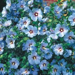 Spring Hill Nurseries Bluebird Rose of Sharon (Althea), Live Deciduous Bare Root Shrub, Blue Flowers on Green Foliage (1-Pack) -Spring Hill Nurseries Shop spring hill nurseries bushes 65515 c3 1000