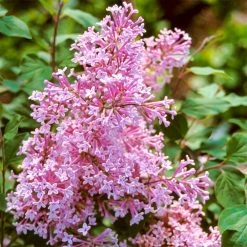 Spring Hill Nurseries 4 in. Pot Josee Reblooming Lilac (Syringa) Green Foliage Live Deciduous Plant with Lavender-Pink Blooms