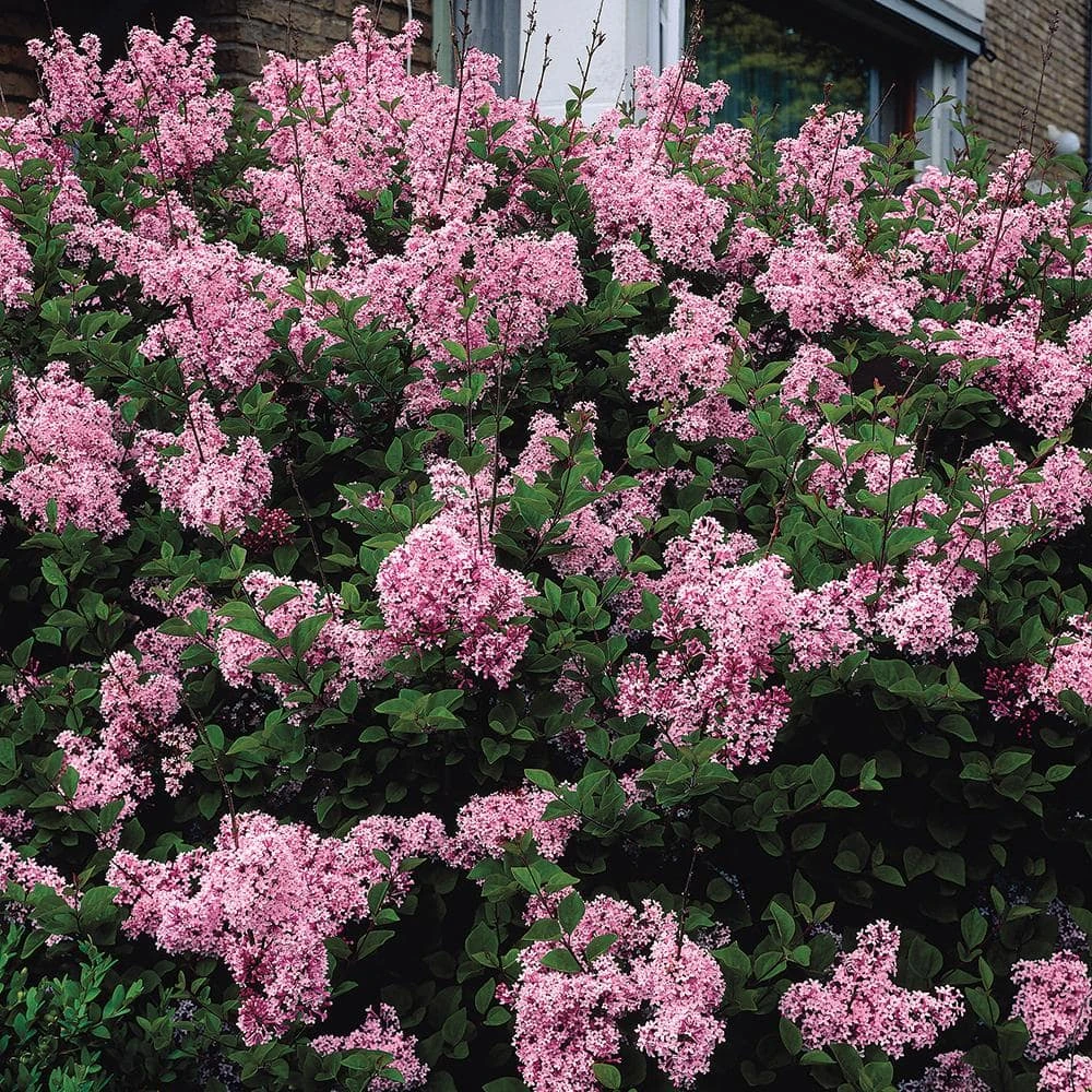 Spring Hill Nurseries 4 in. Pot Josee Reblooming Lilac (Syringa) Green Foliage Live Deciduous Plant with Lavender-Pink Blooms 3 Spring Hill Nurseries 4 in. Pot Josee Reblooming Lilac (Syringa) Green Foliage Live Deciduous Plant with Lavender-Pink Blooms - Image 3