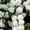Spring Hill Nurseries 4 in. Pot Snowball Viburnum, Live Deciduous Shrubs, White Flowers on Green Foliage (1-Pack)