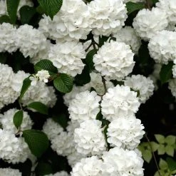 Spring Hill Nurseries 4 in. Pot Snowball Viburnum, Live Deciduous Shrubs, White Flowers on Green Foliage (1-Pack)