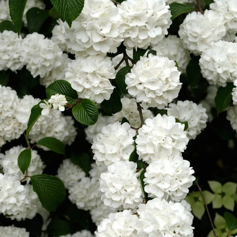 Spring Hill Nurseries 4 in. Pot Snowball Viburnum, Live Deciduous Shrubs, White Flowers on Green Foliage (1-Pack) 1 Spring Hill Nurseries 4 in. Pot Snowball Viburnum, Live Deciduous Shrubs, White Flowers on Green Foliage (1-Pack)