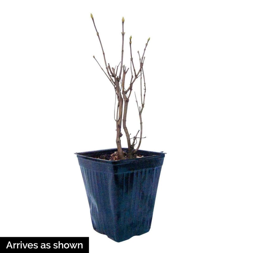 Spring Hill Nurseries 4 in. Pot Snowy Beach Party Lilac (Syringa) Live Deciduous Plant 2 Spring Hill Nurseries 4 in. Pot Snowy Beach Party Lilac (Syringa) Live Deciduous Plant - Image 2