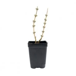 Spring Hill Nurseries 4 in. Pot Danica Althea (Hibiscus), Pink Flowers Live Potted Plant (1-Pack) 5 Spring Hill Nurseries 4 in. Pot Danica Althea (Hibiscus), Pink Flowers Live Potted Plant (1-Pack) -Spring Hill Nurseries Shop spring hill nurseries bushes 66160 4f 1000