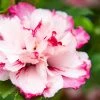 Spring Hill Nurseries 4 in. Pot Danica Althea (Hibiscus), Pink Flowers Live Potted Plant (1-Pack)