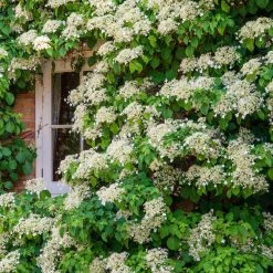 Spring Hill Nurseries 4 in. Pot Petiolaris Climbing Hydrangea Vine Live Deciduous Plant with White Flowers