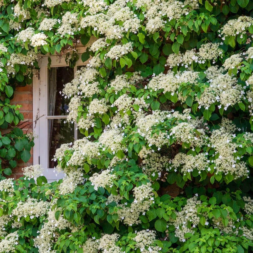 Spring Hill Nurseries 4 in. Pot Petiolaris Climbing Hydrangea Vine Live Deciduous Plant with White Flowers 1 Spring Hill Nurseries 4 in. Pot Petiolaris Climbing Hydrangea Vine Live Deciduous Plant with White Flowers