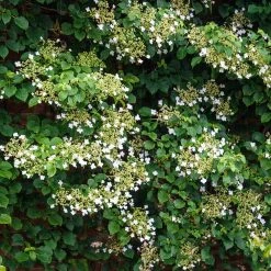 Spring Hill Nurseries 4 in. Pot Petiolaris Climbing Hydrangea Vine Live Deciduous Plant with White Flowers 5 Spring Hill Nurseries 4 in. Pot Petiolaris Climbing Hydrangea Vine Live Deciduous Plant with White Flowers -Spring Hill Nurseries Shop spring hill nurseries bushes 66326 c3 1000