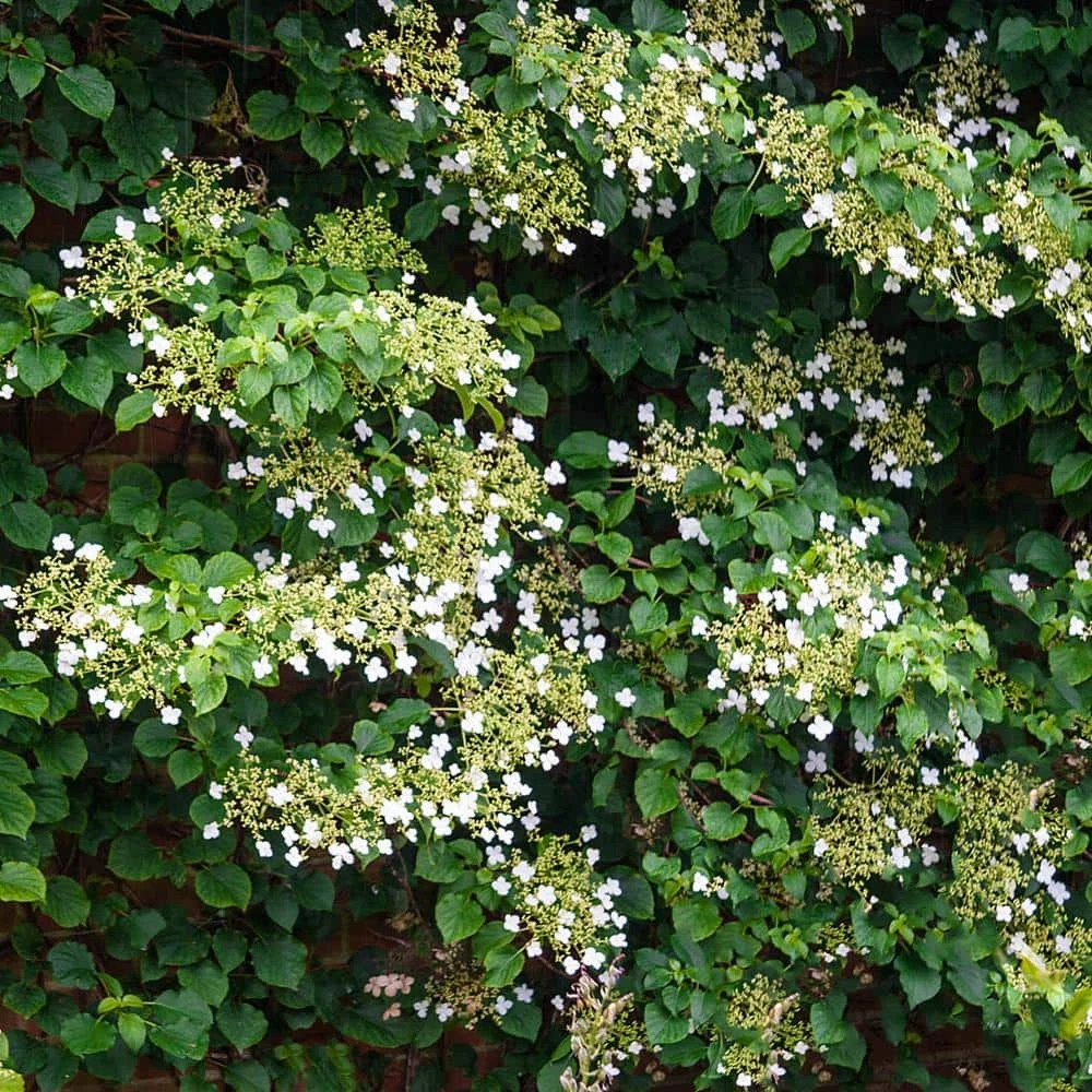 Spring Hill Nurseries 4 in. Pot Petiolaris Climbing Hydrangea Vine Live Deciduous Plant with White Flowers 3 Spring Hill Nurseries 4 in. Pot Petiolaris Climbing Hydrangea Vine Live Deciduous Plant with White Flowers - Image 3