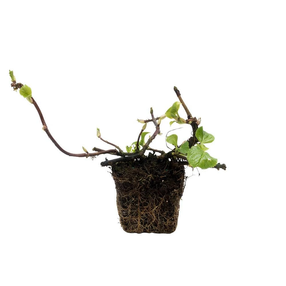Spring Hill Nurseries 4 in. Pot Petiolaris Climbing Hydrangea Vine Live Deciduous Plant with White Flowers 2 Spring Hill Nurseries 4 in. Pot Petiolaris Climbing Hydrangea Vine Live Deciduous Plant with White Flowers - Image 2