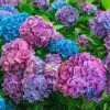 Spring Hill Nurseries 4 in. Pot L.A. Dreaming Hydrangea Blue or Pink Flowers Live Deciduous Shrub (1-Pack)