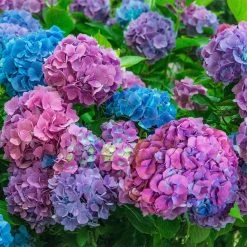 Spring Hill Nurseries 4 in. Pot L.A. Dreaming Hydrangea Blue or Pink Flowers Live Deciduous Shrub (1-Pack)