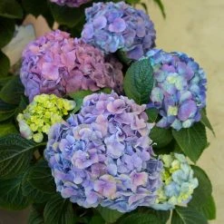 Spring Hill Nurseries 4 in. Pot L.A. Dreaming Hydrangea Blue or Pink Flowers Live Deciduous Shrub (1-Pack) -Spring Hill Nurseries Shop spring hill nurseries bushes 66703 c3 1000