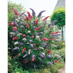 Spring Hill Nurseries 4 in. Pot Multi-Colored Butterfly Bush (Buddleia) Live Deciduous Plant Red White and Purple Flowers (1-Pack)