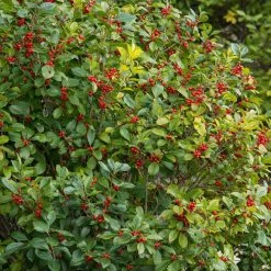 Spring Hill Nurseries 4 in. Pot Winter Red Winterberry (Ilex) White Flowers Give Way to Red Berries Live Deciduous Plant -Spring Hill Nurseries Shop spring hill nurseries bushes 67457 c3 1000