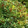 Spring Hill Nurseries 4 in. Pot Southern Gentleman Winterberry (Ilex), Live Evergreen Plant, White Flowers Give Way to Red Berries (1-Pack)