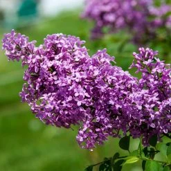 Spring Hill Nurseries 4 in. Pot Sunday Lilac (Syringa) Live Deciduous Plant Purple Flowering Shrub (1-Pack) -Spring Hill Nurseries Shop spring hill nurseries bushes 71313 1f 1000