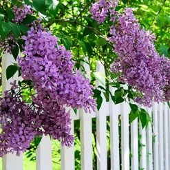 Spring Hill Nurseries 4 in. Pot Sunday Lilac (Syringa) Live Deciduous Plant Purple Flowering Shrub (1-Pack) -Spring Hill Nurseries Shop spring hill nurseries bushes 71313 77 1000