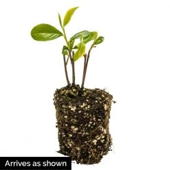 Spring Hill Nurseries 4 in. Pot Brillant Red Chokeberry (Aronia) Live Deciduous Plant with White Flowers Followed by Red Fruit (1-Pack) 5 Spring Hill Nurseries 4 in. Pot Brillant Red Chokeberry (Aronia) Live Deciduous Plant with White Flowers Followed by Red Fruit (1-Pack) -Spring Hill Nurseries Shop spring hill nurseries bushes 72495 4f 1000