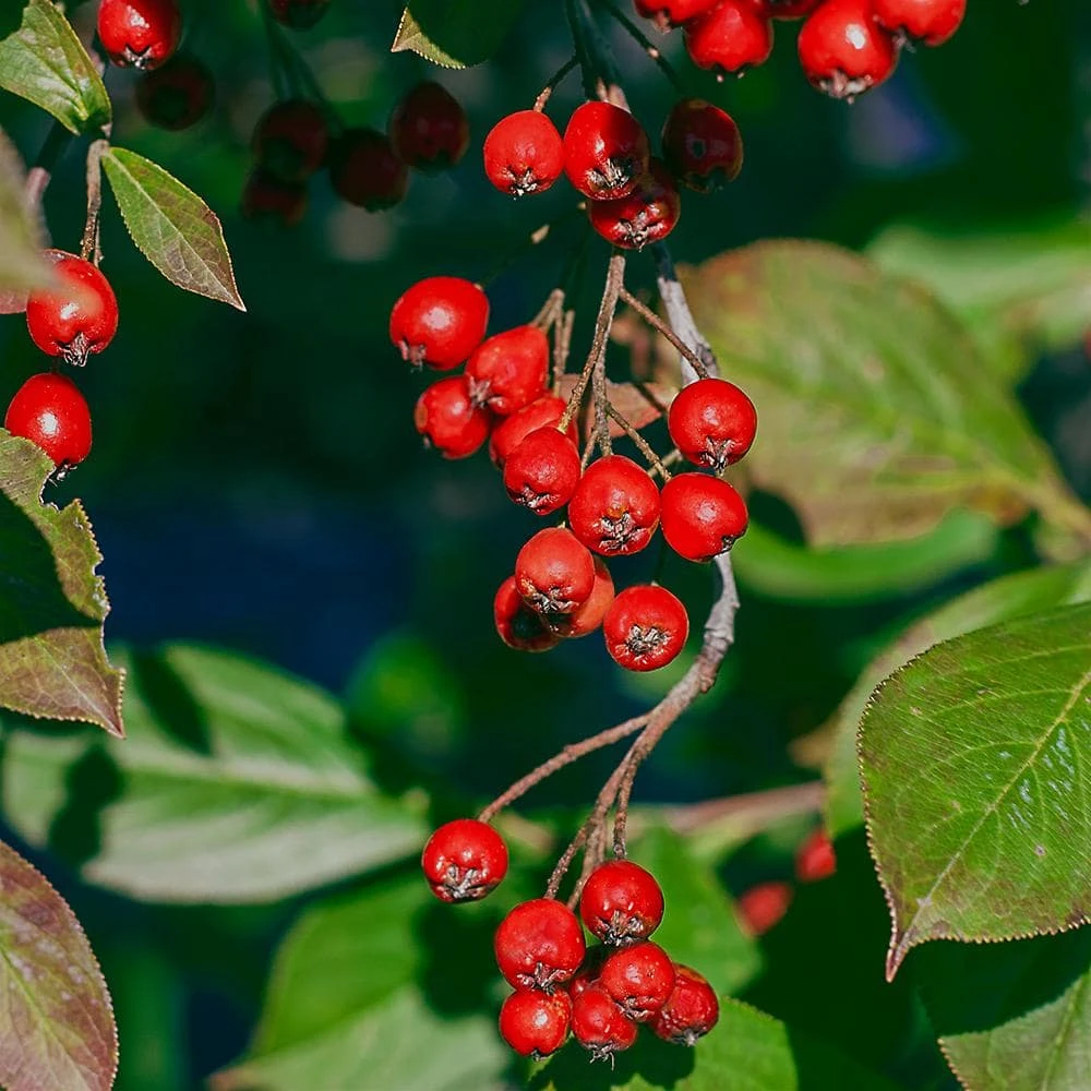 Spring Hill Nurseries 4 in. Pot Brillant Red Chokeberry (Aronia) Live Deciduous Plant with White Flowers Followed by Red Fruit (1-Pack) 1 Spring Hill Nurseries 4 in. Pot Brillant Red Chokeberry (Aronia) Live Deciduous Plant with White Flowers Followed by Red Fruit (1-Pack)
