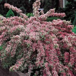 Spring Hill Nurseries 4 in. Pot Pink Splash Weigela, Flowering Shrub Pink Live Deciduouse Plant (1-Pack) -Spring Hill Nurseries Shop spring hill nurseries bushes 74183 c3 1000