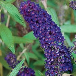 Spring Hill Nurseries 4 in. Pot Black Knight Butterfly Bush (Buddleia), Purple Flowering Perennial Live Deciduous Plant (1-Pack) -Spring Hill Nurseries Shop spring hill nurseries bushes 75153 c3 1000