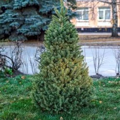 Spring Hill Nurseries 2.50 Qt. Pot Norway Spruce (Picea) Green Needled Foliage Live Evergreen Tree (1-Pack) -Spring Hill Nurseries Shop spring hill nurseries bushes 77102 4f 1000
