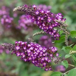 Spring Hill Nurseries 4 in. Pot Polka Dot Butterfly Bush (Buddleia) Live Deciduous Plant -Spring Hill Nurseries Shop spring hill nurseries bushes 77200 1f 1000