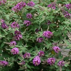 Spring Hill Nurseries 4 in. Pot Polka Dot Butterfly Bush (Buddleia) Live Deciduous Plant