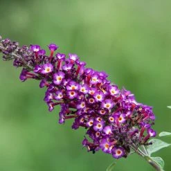 Spring Hill Nurseries 4 in. Pot Polka Dot Butterfly Bush (Buddleia) Live Deciduous Plant -Spring Hill Nurseries Shop spring hill nurseries bushes 77200 c3 1000