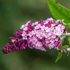 Spring Hill Nurseries 4 in. Pot Perfect Pyramid Pink Flowering Butterfly Bush Live Deciduous Plant -Spring Hill Nurseries Shop spring hill nurseries bushes 77201 1f 1000